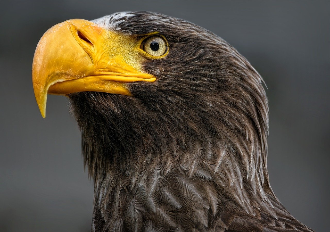 bird, eagle, steller's sea eagle-8200452.jpg